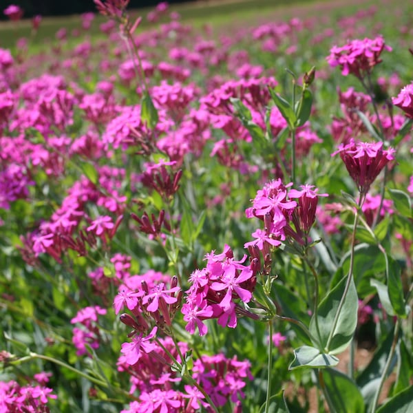 Catchfly - Premium flower seeds - Beautiful ! Grown/Harvested in USA