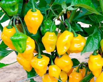May include: A close-up of a branch of a pepper plant with many bright yellow habanero peppers. The peppers are ripe and ready to be harvested.