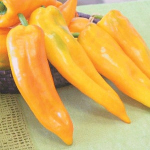 10 Corno Di Toro Giallo-peperzaden - geteeld in de VS !!! Specialiteit! Italiaanse braadpeper! Zoet! VS!
