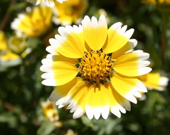 Tidy Tips Premium flower seed - Beautiful ! Sunny ! Elegant ! Grown/Harvested in USA !