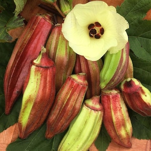 40 Texas Hill Country Red Okra Samen - Unikat ! Lecker ! Südlich ! gewachsen und geerntet in USA !! Jahr 2024 !