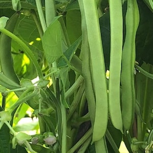Ideal Market pole bean seeds - Grown/Harvested in USA ! Heirloom ! Tasty ! Crisp ! Fresh !
