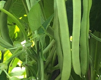 25 Ideal Market pole bean seeds - Free Ship - Grown/Harvested in USA