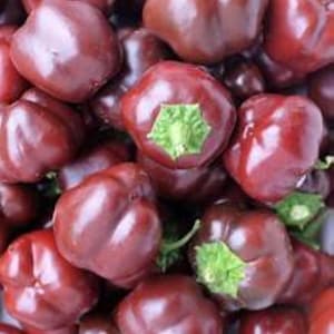 10 Mini Chocolate bell pepper seeds - Grown/Harvested in USA !! Beautiful ! Sweet ! Small !
