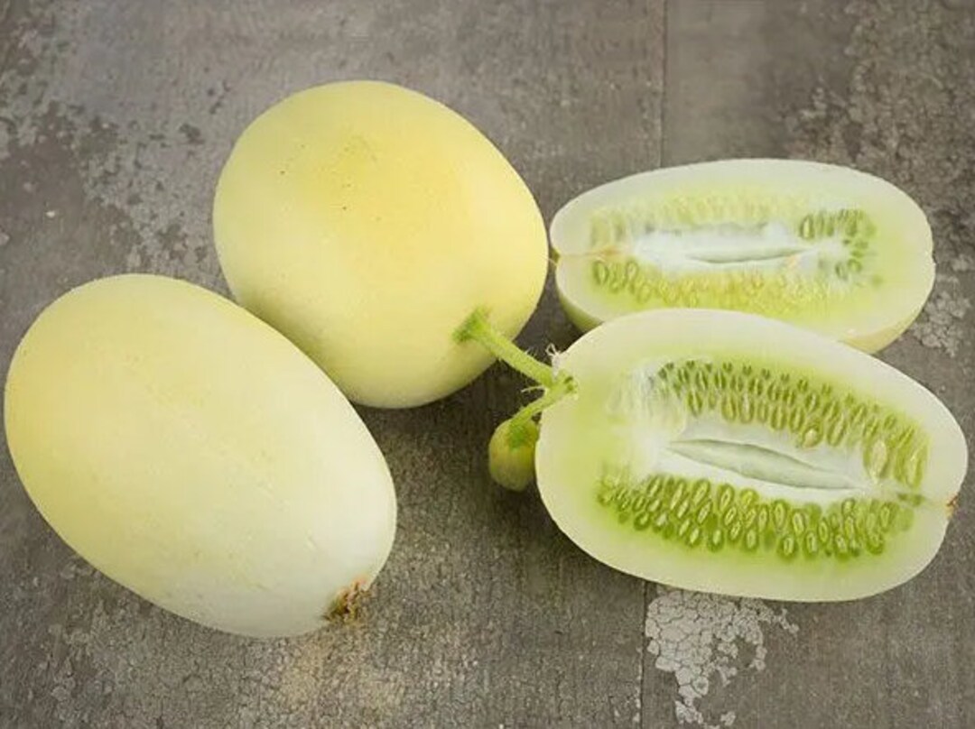 10 Dragons Egg Cucumber Seeds Fast Free Shipping Fresh Delicious - Etsy