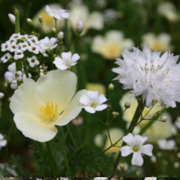 White Wildflower mix - Premium flower seed - Beautiful !! Grown in USA !! 400+ seeds per packet !