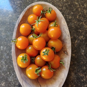 10 Sun Gold F1 Hybrid cherry tomato seeds - Sweet, juicy nuggets of orange ! Grown in USA !!