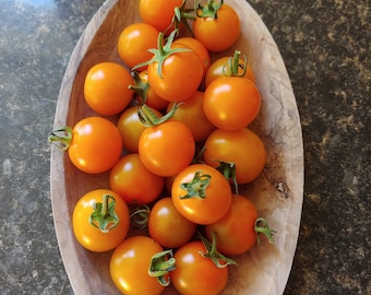 10 Sun Gold F1 Hybrid cherry tomato seeds - Sweet, juicy nuggets of orange ! Grown in USA !!