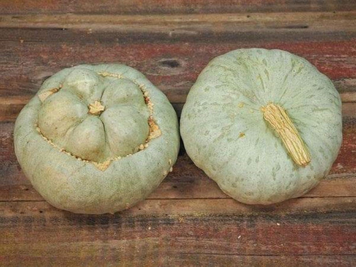 10 Ute Indian Squash Seeds Unique Grown/harvested in USA Etsy