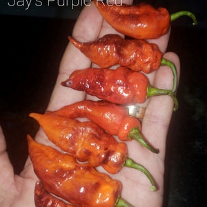 10 Premium Jay&#39;s Purple Red pepper seeds - Spicy/hot !! Unique ! Atomic !! Specialty !