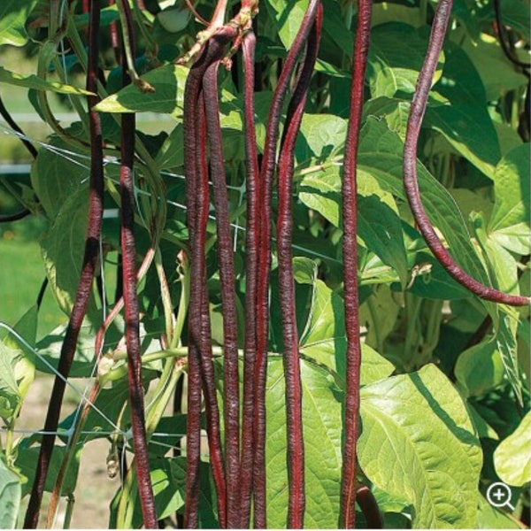 25 Red Noodle Yard Long bean seed Free ship Healthy ! Tasty ! Asian ! Red seeded ! Asparagus Bean !