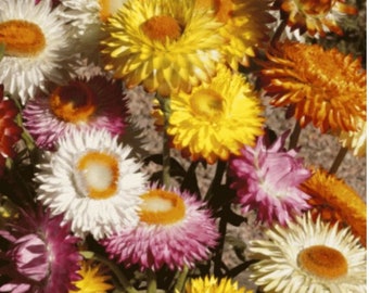 Strawflower Premium flower seeds - Beautiful ! 350+ seeds - Grown/Harvested in USA !