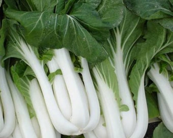 Heirloom Canton Pak Choi Seeds - Free shipping - Grown in USA ! Tasty ! Asian ! 300+ seeds