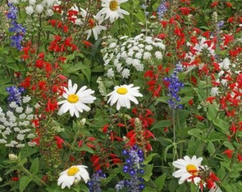 Premium Red, White & Blue mix flower seeds - Grown in USA ! Beautiful ! Patriotic !