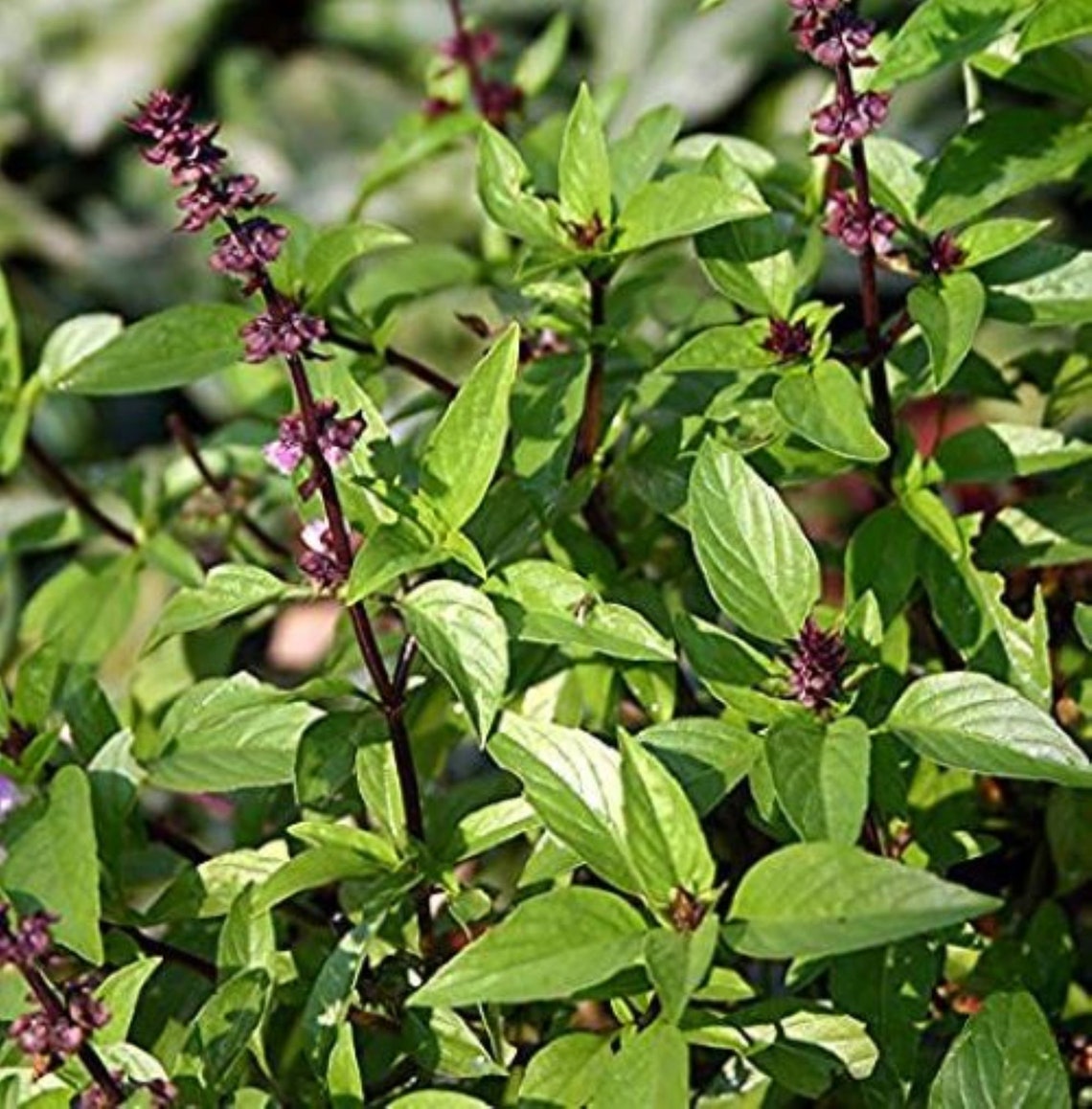 Thai Basil Seeds Grown/harvested in the USA - Etsy