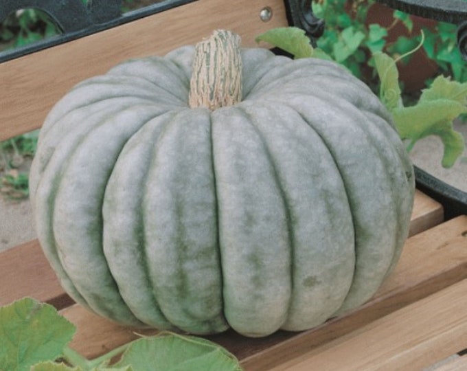 10 Heirloom Jarrahdale Pumpkin Seeds Beautiful Blue Pumpkin Grown