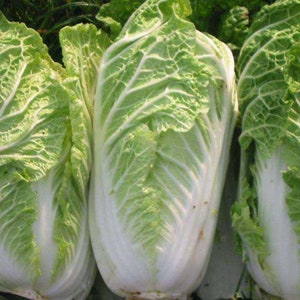 Michihilli Asian cabbage - Napa cabbage ! Fresh ! Tasty ! Stir Fry ! Salad ! 220 Seeds