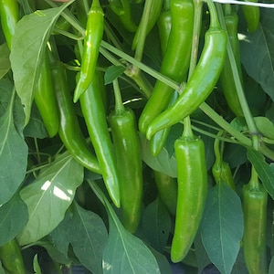 10 Japanische Gochujang Paprika Samen - Spezialität ! Würzig ! USA ! Kochen Pfeffer !