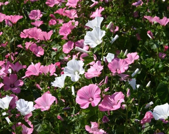 Rose Mallow dwarf mix Premium flower seeds - Beautiful ! Elegant ! Grown/Harvested in USA !