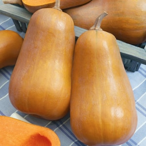 Puede incluir: Primer plano de tres calabazas butternut con una piel lisa y naranja. Las calabazas están dispuestas en una caja de madera.