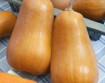 Peut inclure: Gros plan sur trois courges butternut à la peau lisse et orange. Les courges sont disposées dans une caisse en bois.