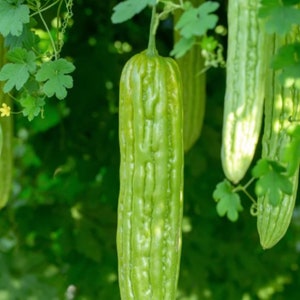 10 Heirloom Green Skin Bitter Gourd/Melon seeds - Unique, Asian, Delicious, USA ! 2024 ! Specialty !