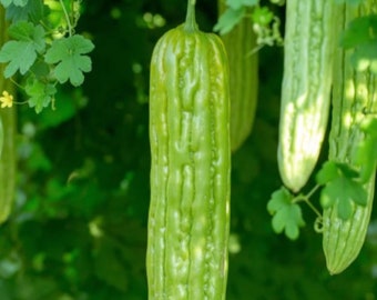 10 Heirloom Green Skin Bitter Gourd/Melon seeds - Unique, Asian, Delicious, USA ! 2024 ! Specialty !