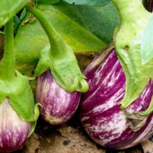 10 Organic Listada de Gandia Italian Eggplant - Grown in USA ! Italian variety ! Specialty ! Tasty !