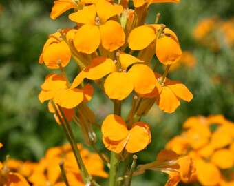 Deer Resistant Siberian Wallflower Plant Now 300 Fresh Seeds Deer Resistant Siberian Wallflower Plant Now 300 Fresh Seeds