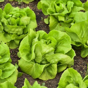 Heirloom Summer Bibb lettuce - Grown and Harvested in USA ! Tasty ! Fresh ! Easy to Grow !