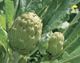 10 Imperial Star Artichoke seeds - Free ship - Grown and harvested in USA