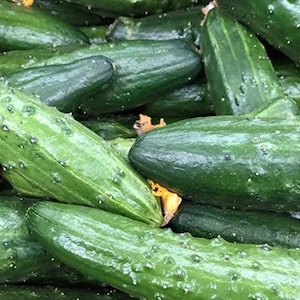 China Jade cucumber seeds - Fresh ! Delicious ! Specialty ! Asian ! Tasty !
