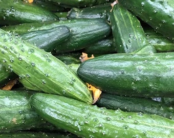 10 China Jade cucumber seeds - Fast free shipping - Fresh ! Delicious !
