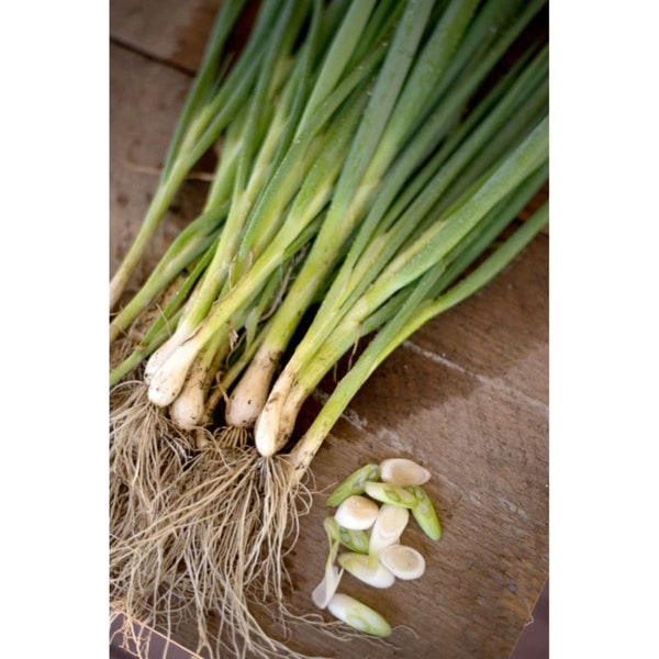 Heirloom Japanese Heshiko bunching onion seeds - Tasty ! Fresh ! USA ! Healthy ! Asian !