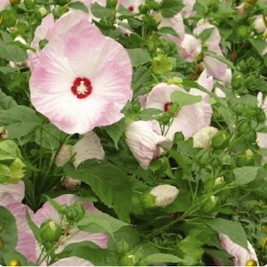 Può includere: Primo piano di un cespuglio di fiori di ibisco rosa con foglie verdi. I fiori hanno un centro bianco con un centro rosso.