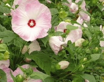 Premium Swamp Rose Mallow flower seeds - Gorgeous ! Stunning ! Grown in USA! 50+ seeds