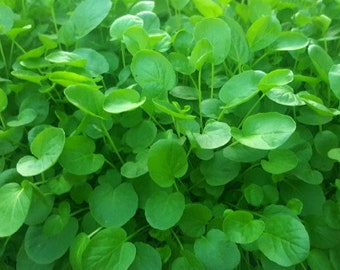 Upland Cress seeds - Fast free Ship - half gram approx. 400 seeds