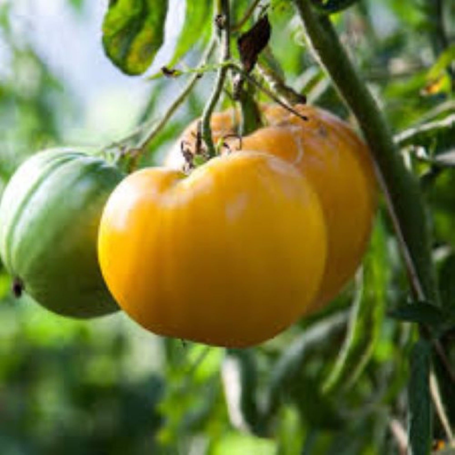 20 Organic Yellow Brandywine Tomato Seeds Free Ship USA Etsy