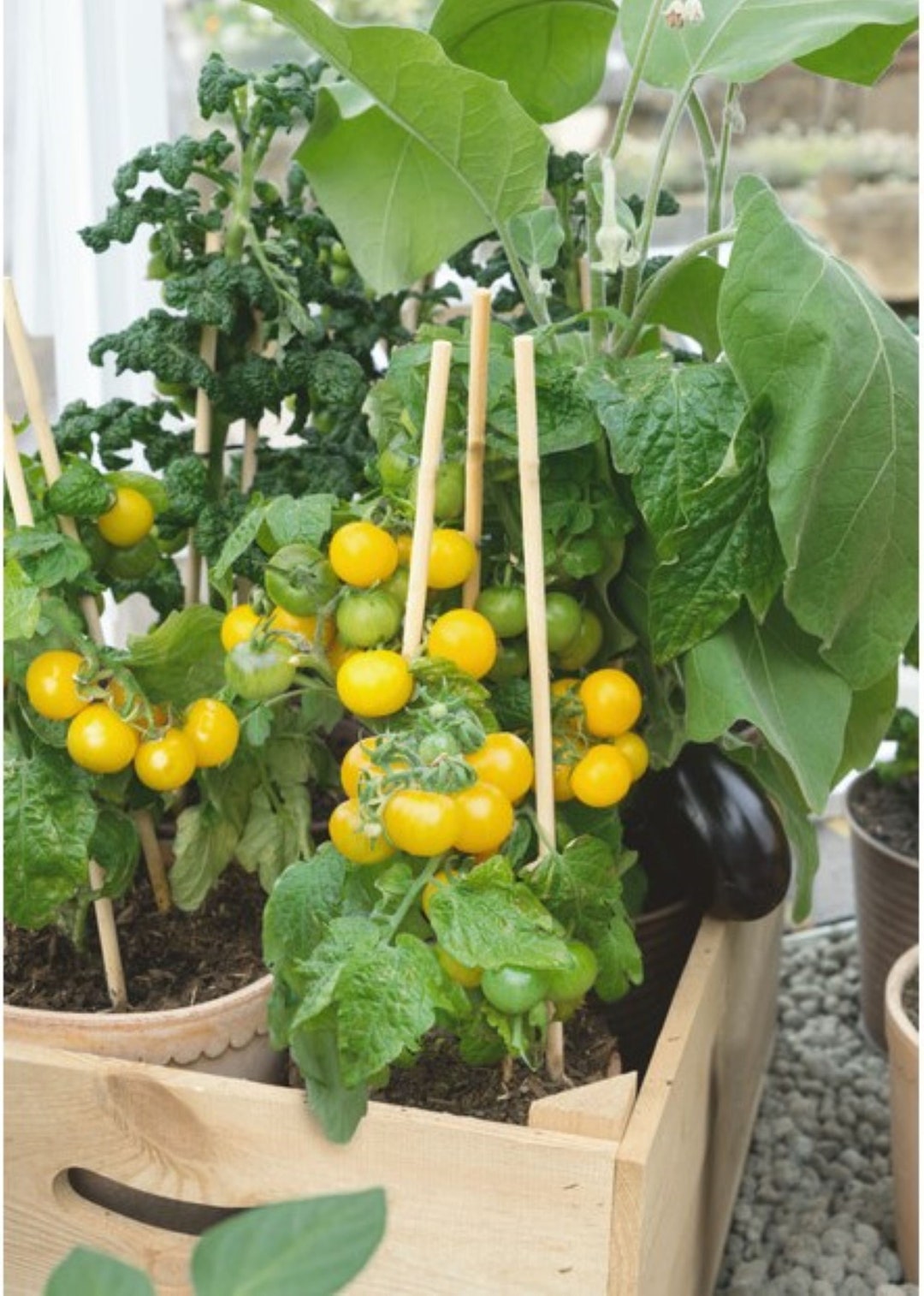 20 Patio Choice Yellow Cherry Tomato Seeds Sweet Juicy Compact USA Etsy