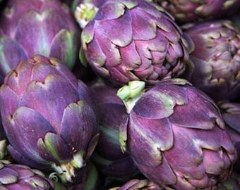 10 semi di carciofo Violet Star Globe coltivati/raccolti negli USA!! Bellissimi! Speciali!