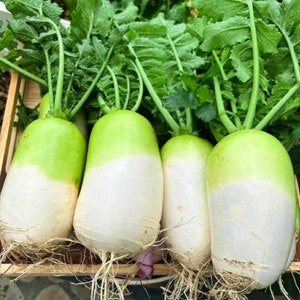 Korean Cheong Du Radish seed - Asian ! Tasty ! Crisp ! Sweet ! 75 Seeds One gram ! Specialty ! Hybrid !