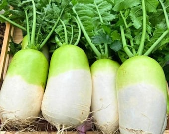 Korean Cheong Du Radish seed - Asian ! Tasty ! Crisp ! Sweet ! 75 Seeds One gram ! Specialty ! Hybrid !