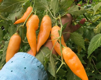 10 Premium Sugar Rush Peach pepper seeds - Spicy/Fruity !! Grown and Harvested in USA !! Specialty ! Hot ! 2024 !