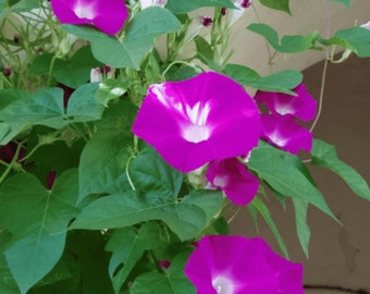 Scarlett O'Hara Premium Morning Glory flower seed - Stunning ! Summer !! USA !!