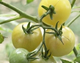 20 White Cherry tomato seeds - Free ship - Sweet and juicy - Grown in USA