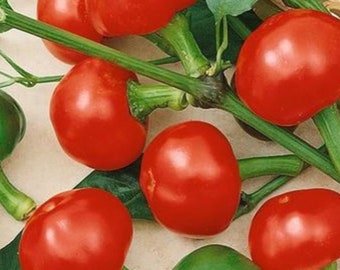 10 Large Red Cherry hot pepper seeds - Free shipping - Hot !! Spicy  USA !!