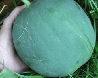 10 Heirloom Black Diamond Watermelon seeds - Sweet ! Juicy ! Summer ! Grown in USA !