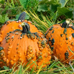 10 Goosebumps specialty pumpkin seeds - Unique ! Warted ! Orange ! Creepy ! Fall !