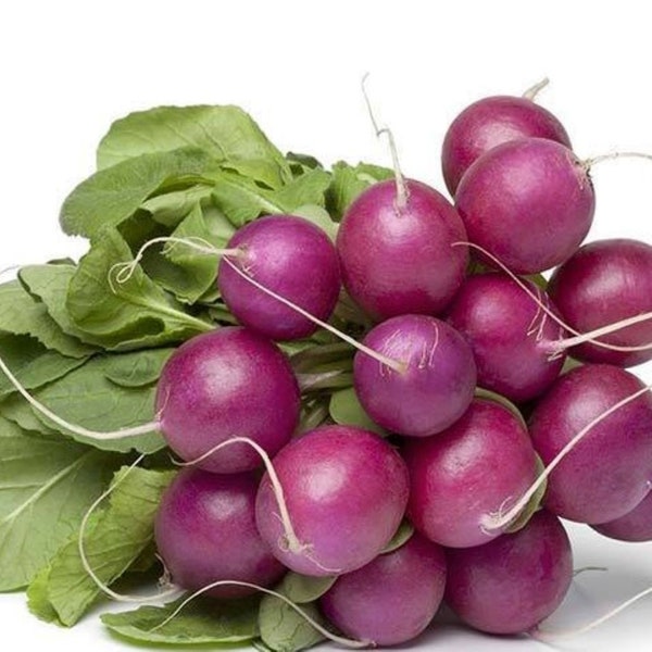 Heirloom Purple Plum radish seeds - one gram - Free US Ship - Grown/Harvested in USA !!