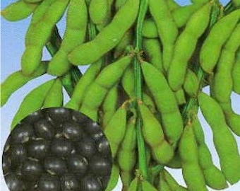 Semillas de soja negra Tankuro orgánica - Edamame/¡Deliciosas! ¡Cultivadas y cosechadas en EE. UU.! ¡Dulces!